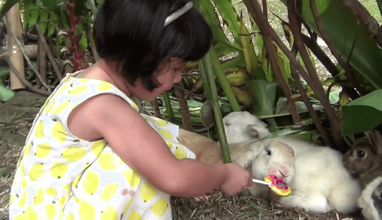 Saat Si Kecil Berekplorasi dengan Binatang, Bahaya Tidak Ya?