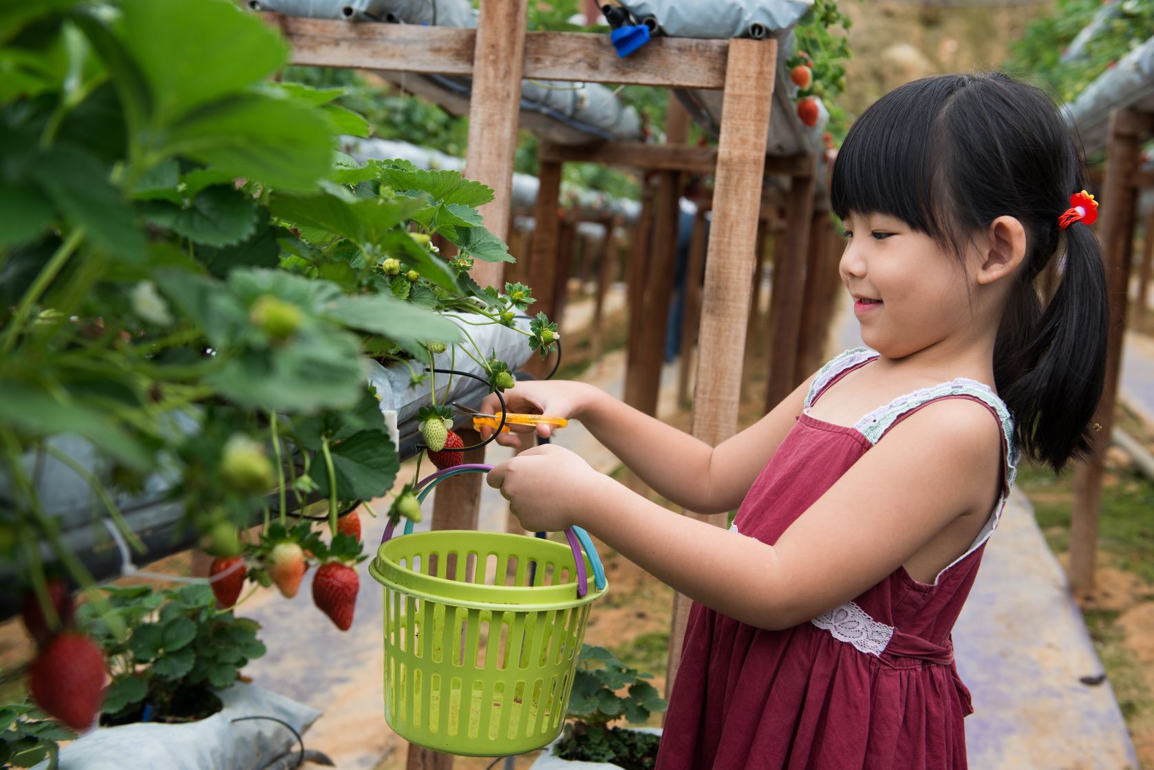 Bunda, Saatnya Ajak Jalan si Kecil Sambil Memetik Buah